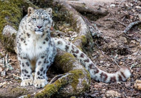 Panthère dans son enclos au parc animalier d'auvergne