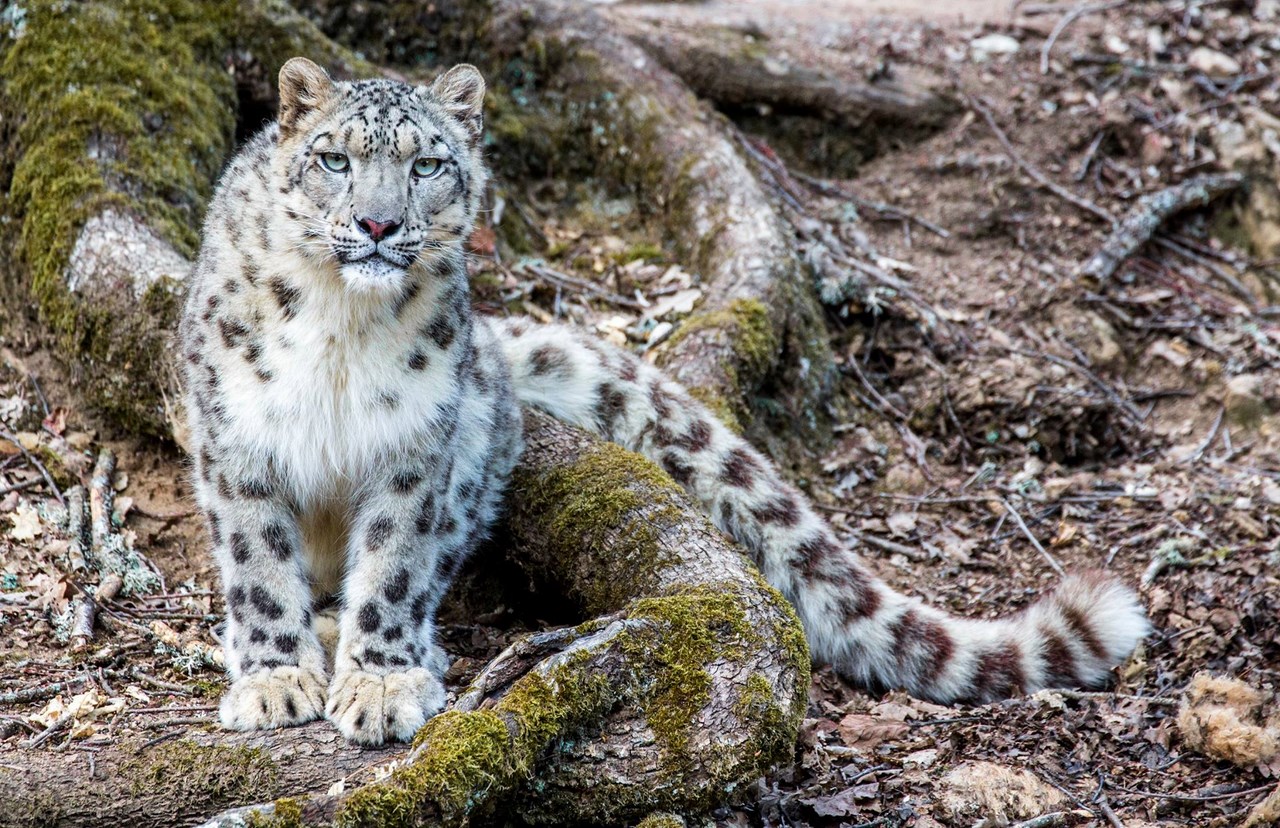 Panthère dans son enclos au parc animalier d'auvergne