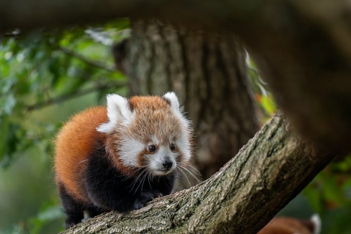 parc animalier d’Auvergne panda roux @Pierrick Boyer
