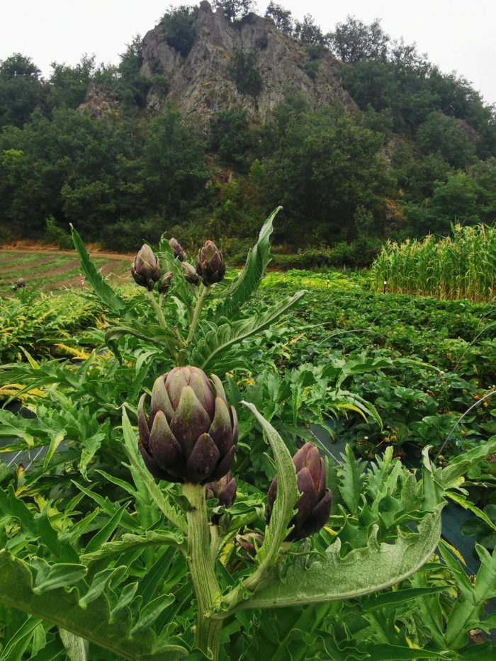 le potager de la couze